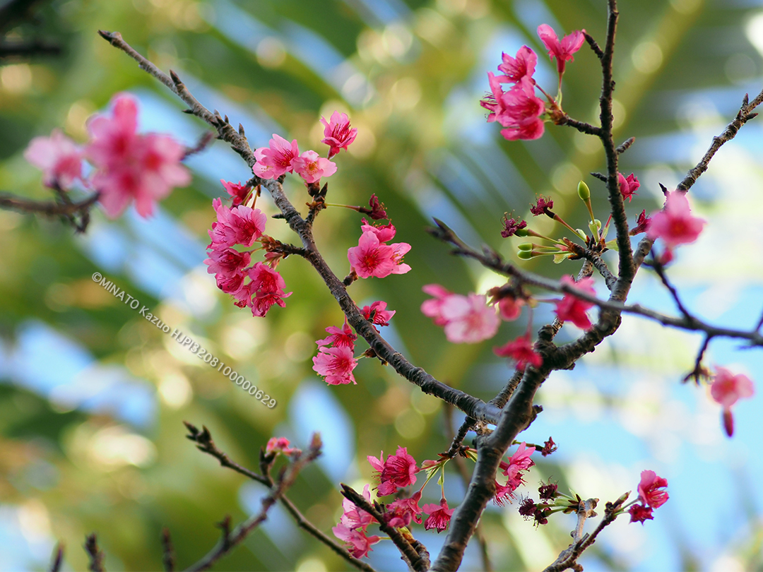 カンヒザクラ