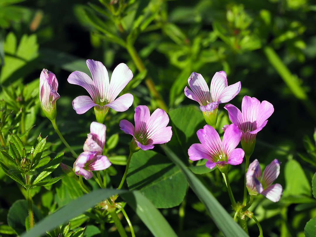 ムラサキカタバミ