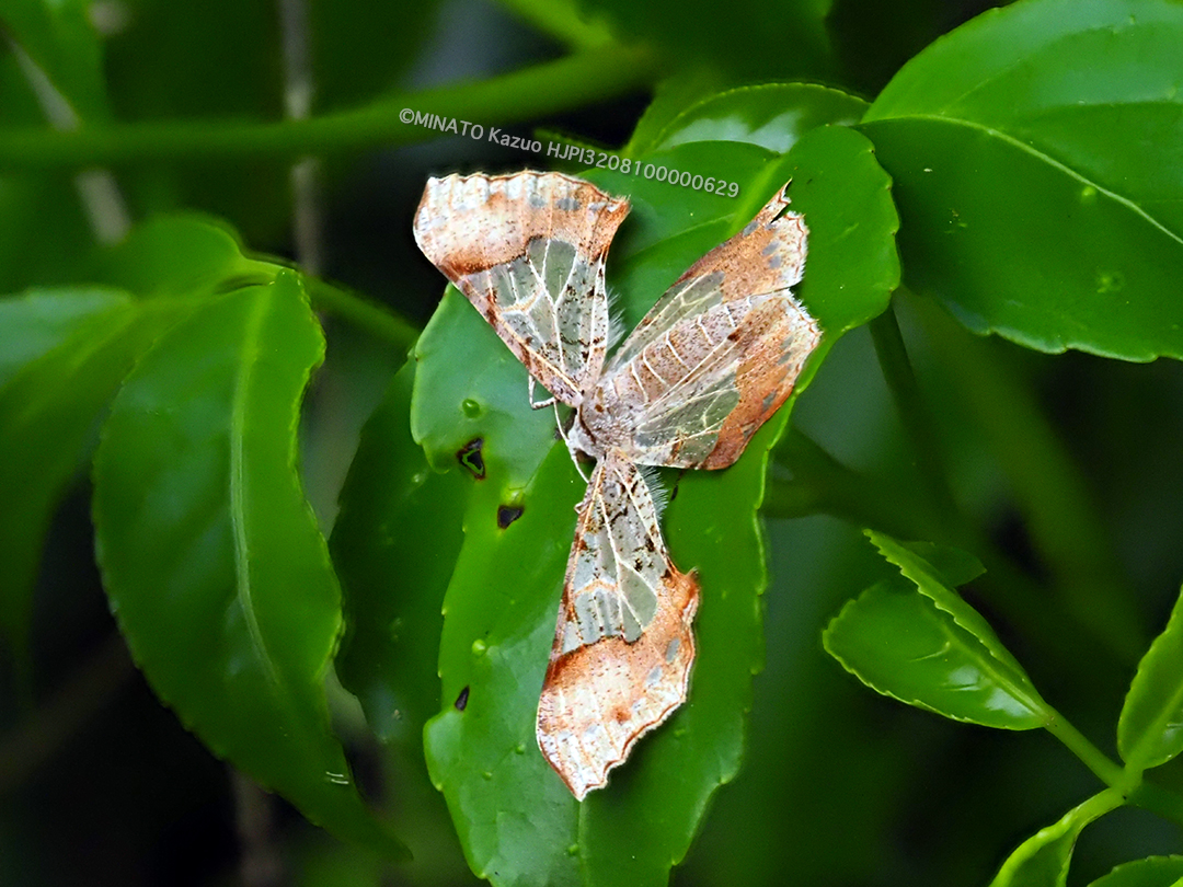 スカシエダシャク