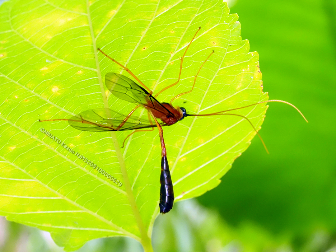 アメバチの一種