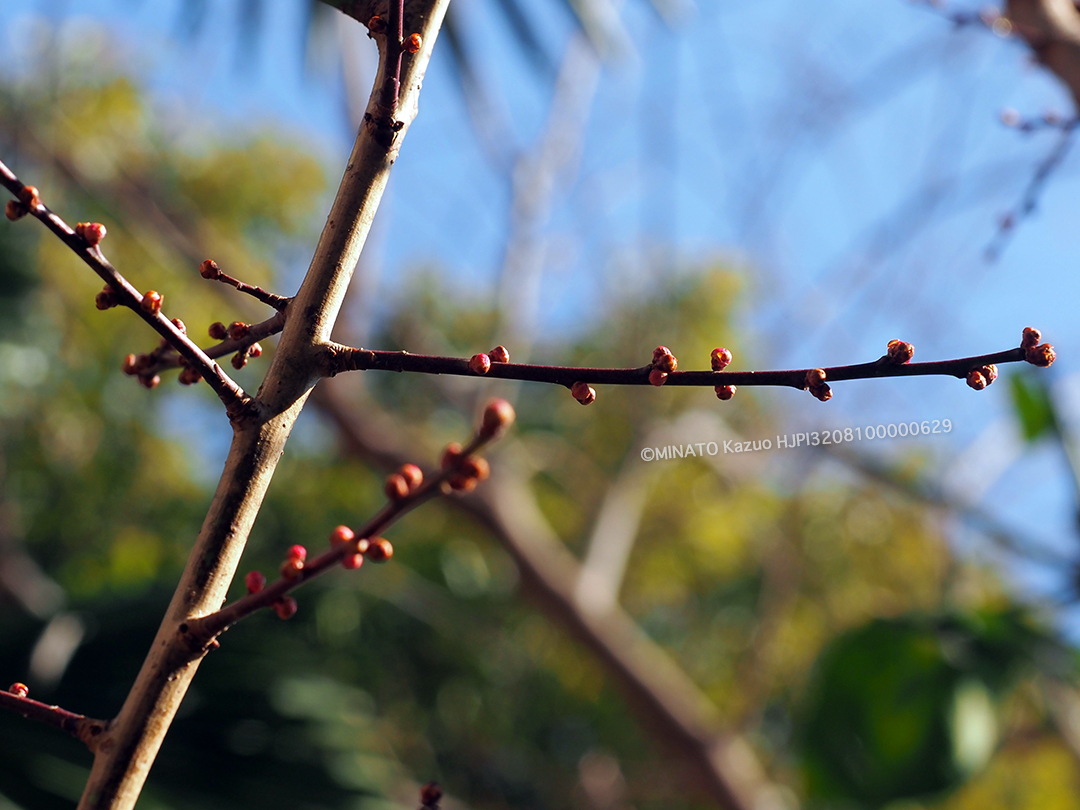 紅梅