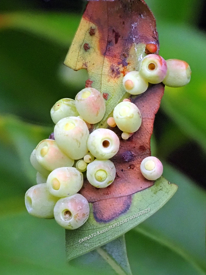 タブノキハウラウスフシ