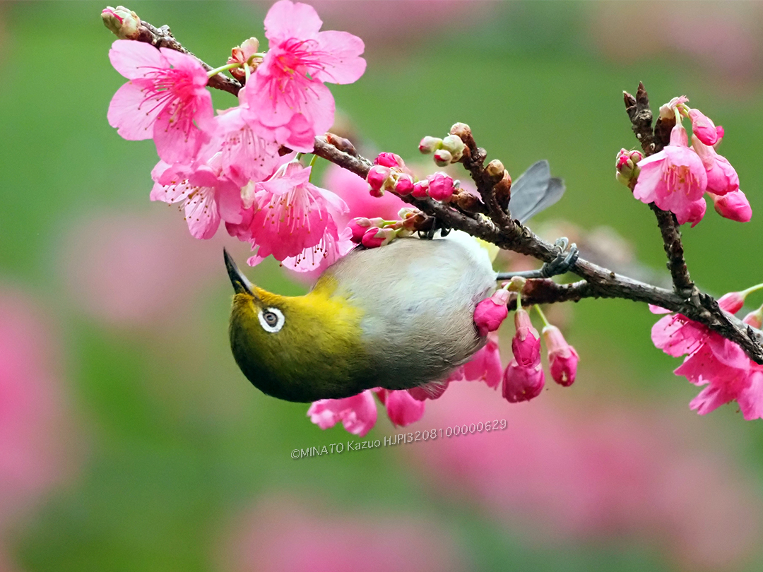 リュウキュウメジロ