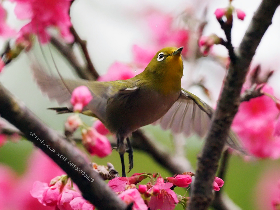 リュウキュウメジロ