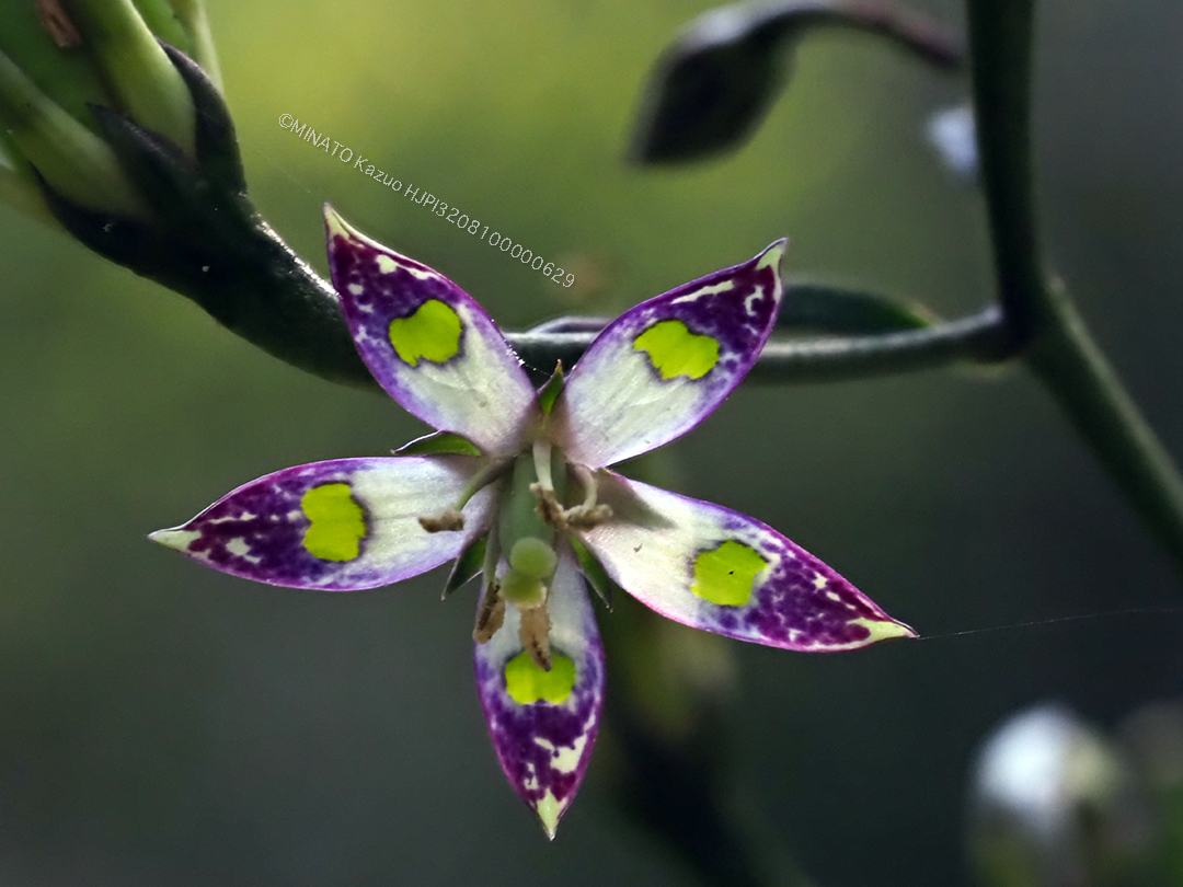 ヘツカリンドウ