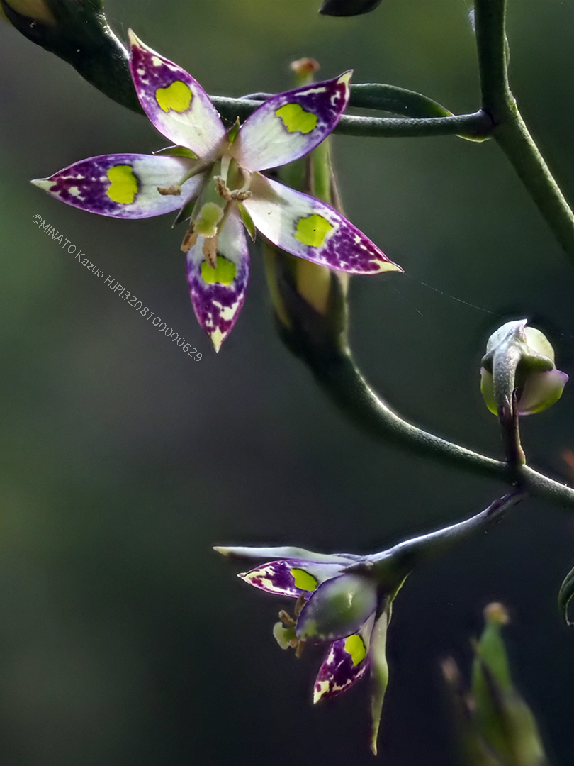 ヘツカリンドウ