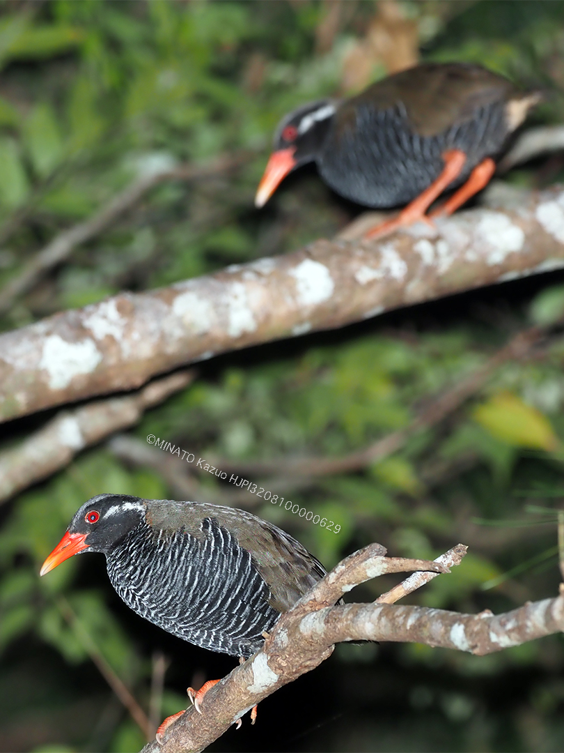 ヤンバルクイナ
