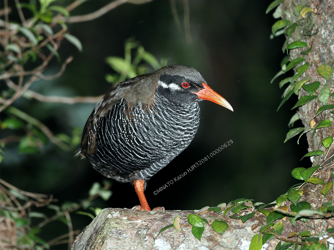 ヤンバルクイナ