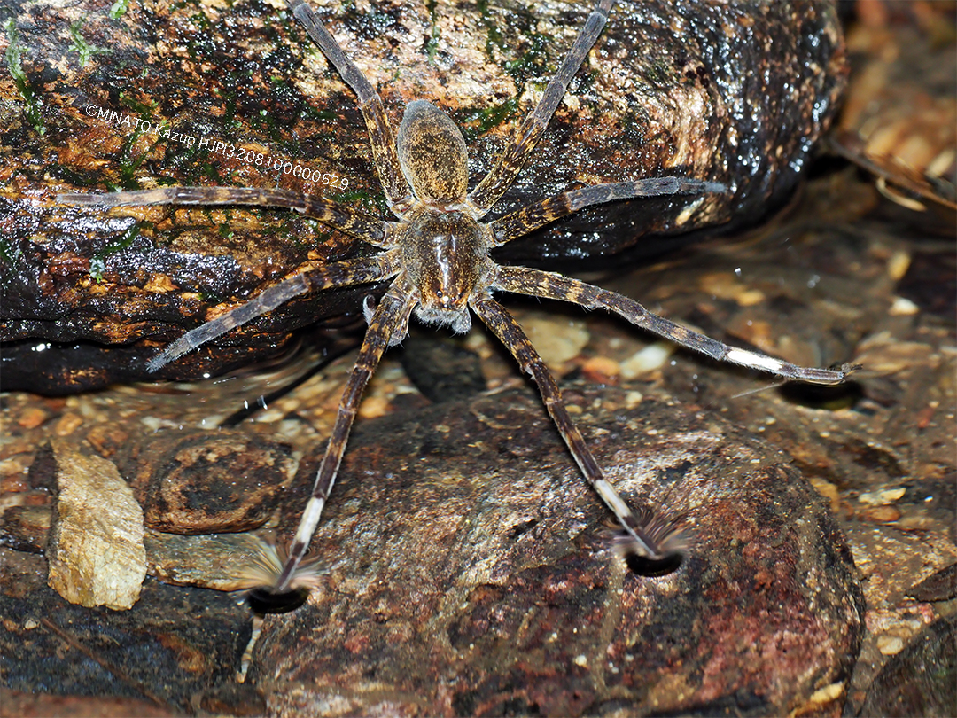 オオハシリグモ
