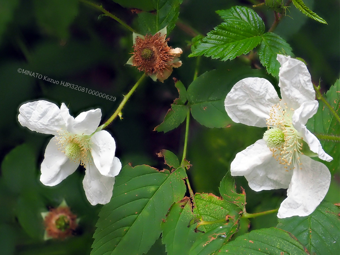 リュウキュウバライチゴ