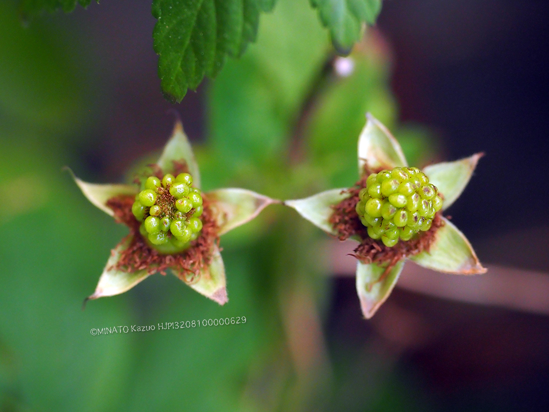 リュウキュウバライチゴ