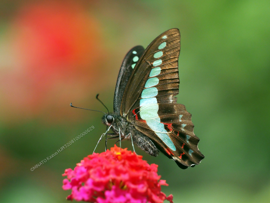 アオスジアゲハ