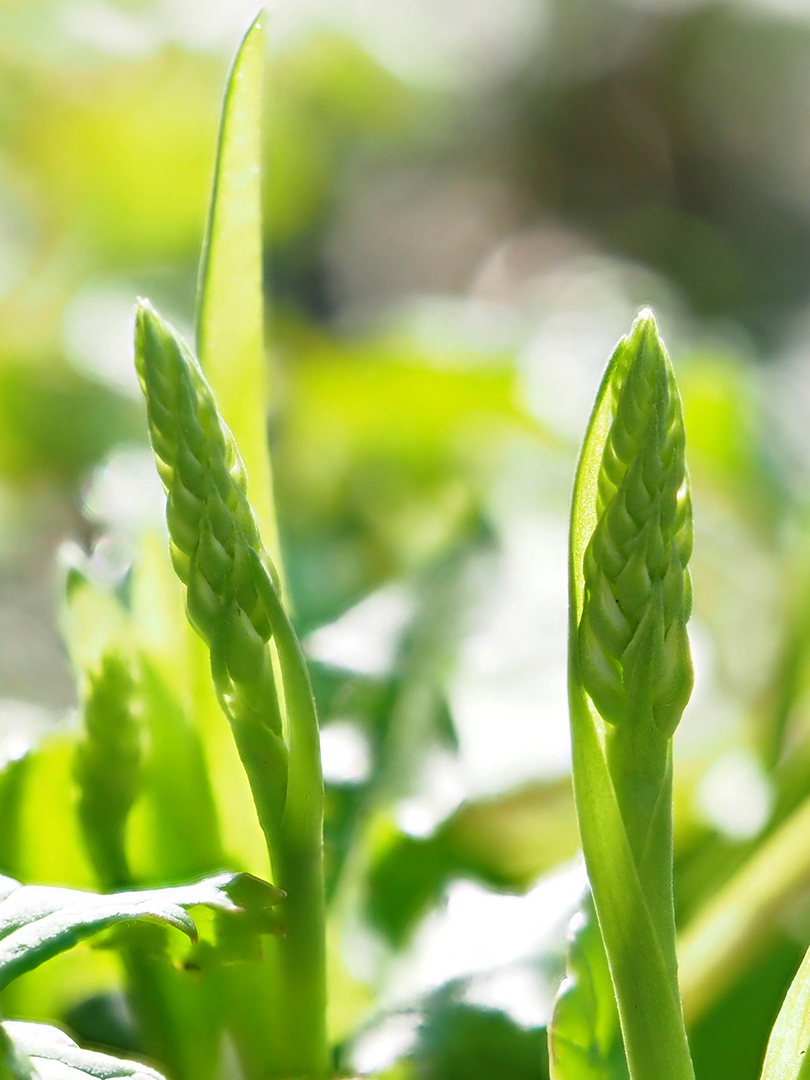 ナンゴクネジバナ蕾