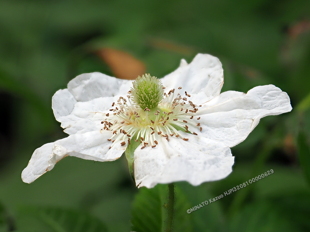 リュウキュウバライチゴ