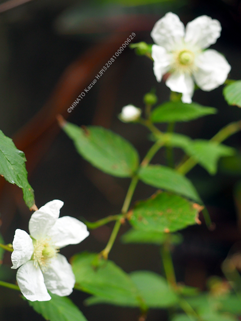 リュウキュウバライチゴ