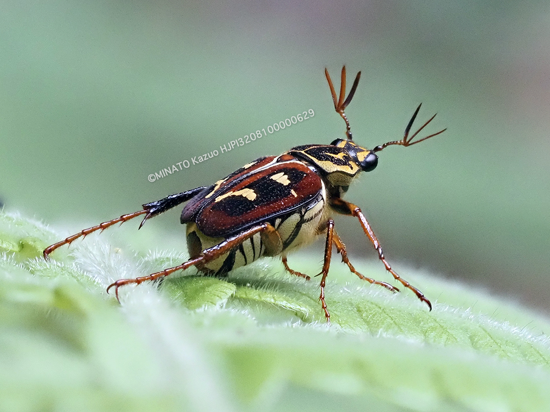 オキナワトラフハナムグリ