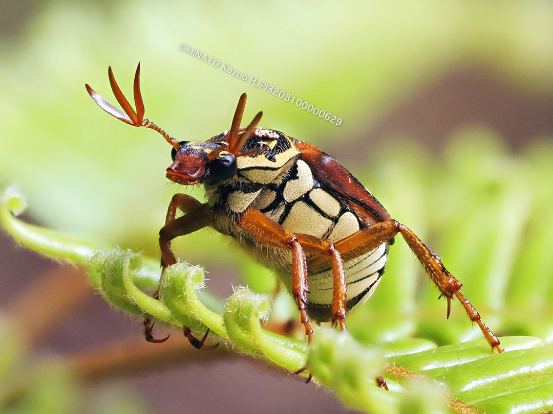 オキナワトラフハナムグリ