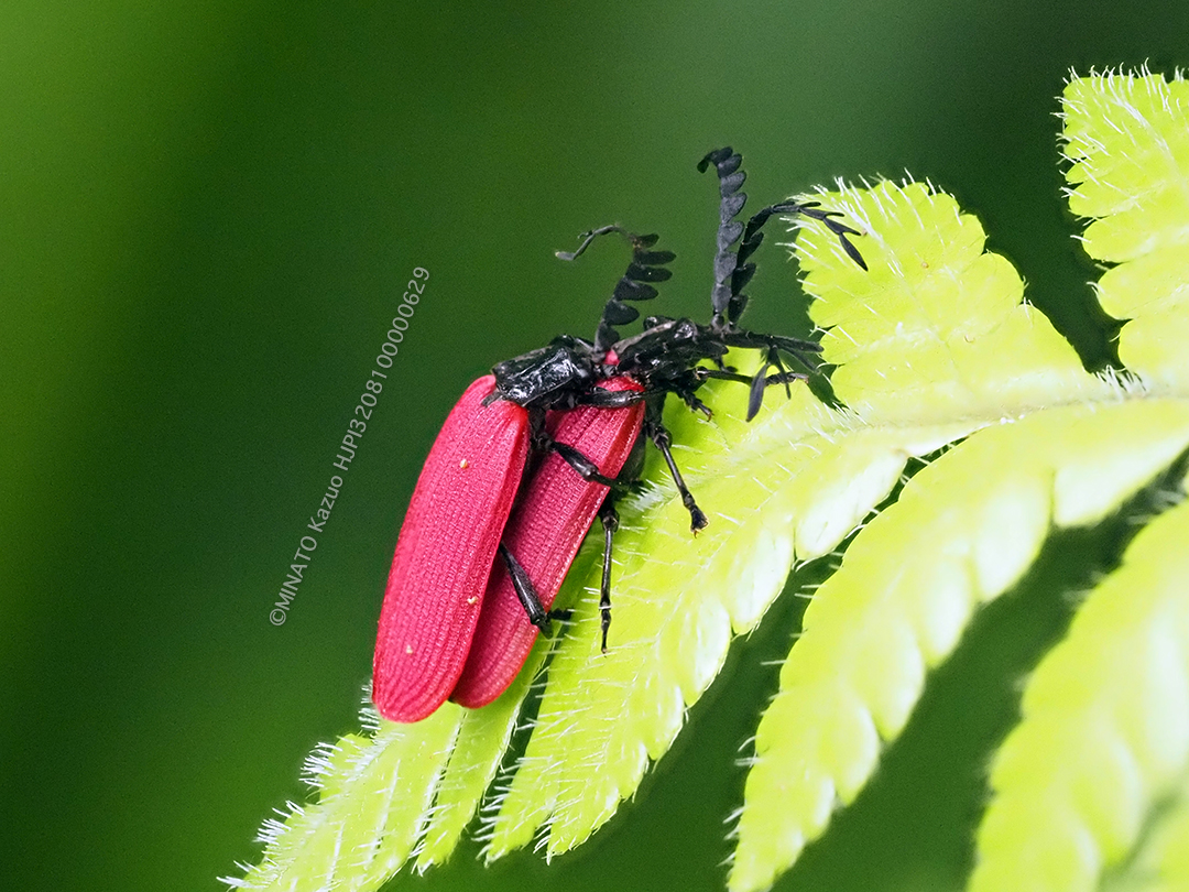 オオシマカクムネベニボタル