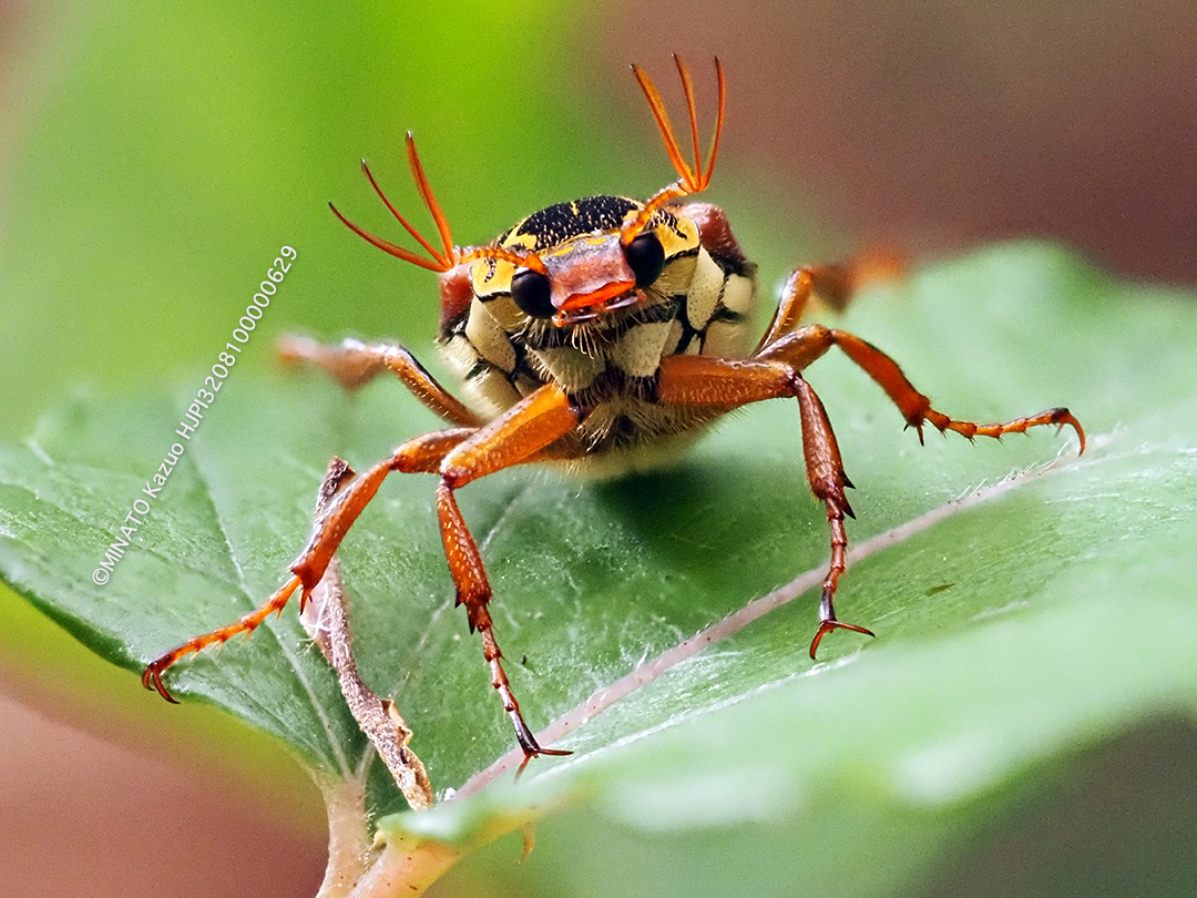 オキナワトラフハナムグリ