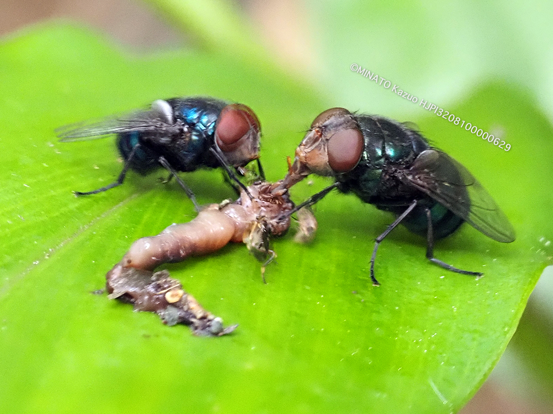 ニクバエの一種？