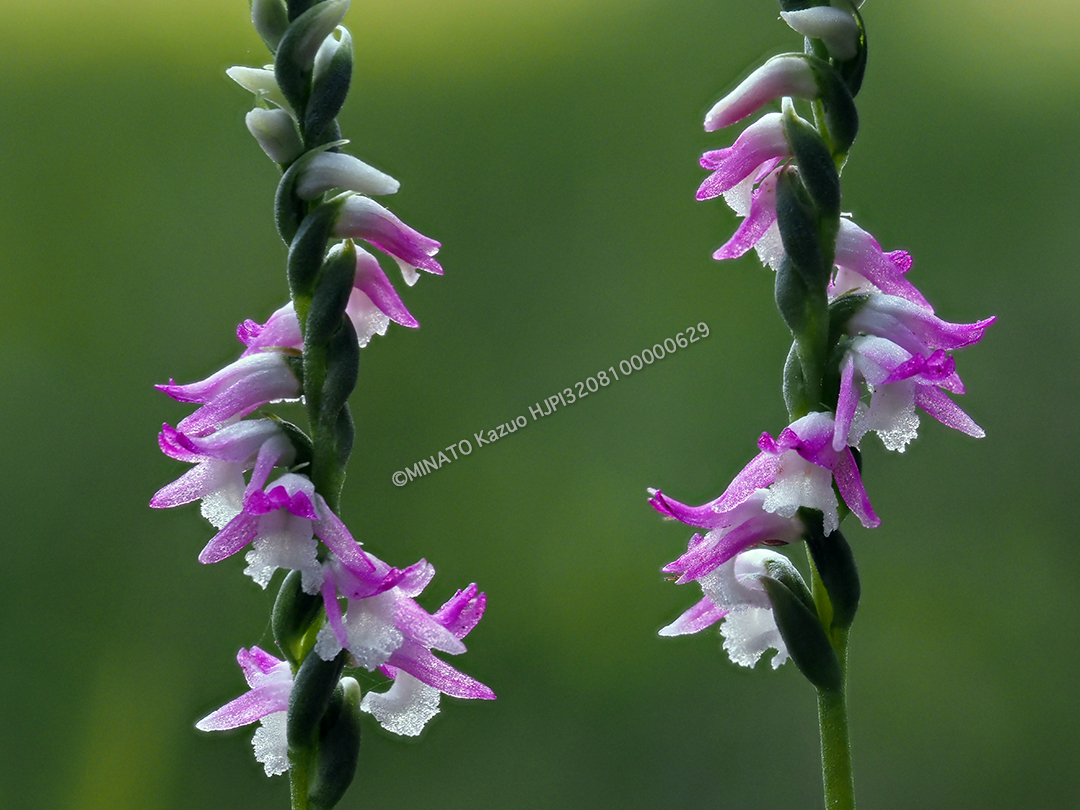 ナンゴクネジバナ