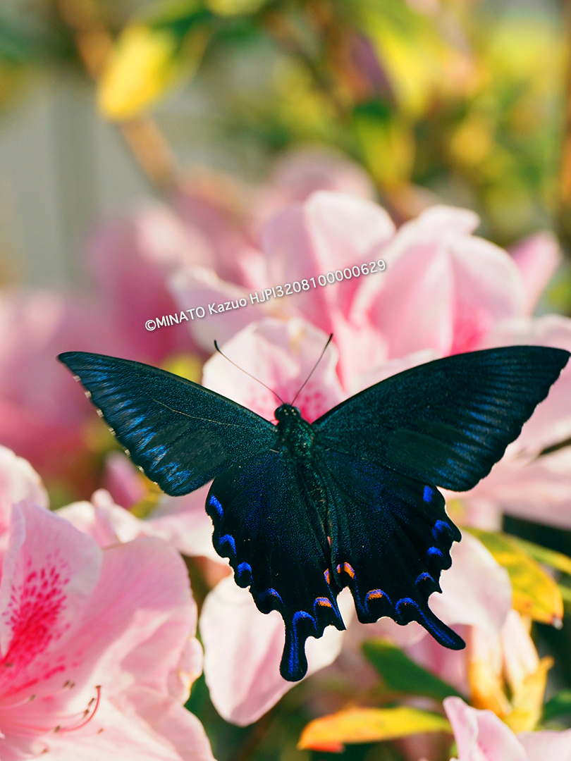 オキナワカラスアゲハ