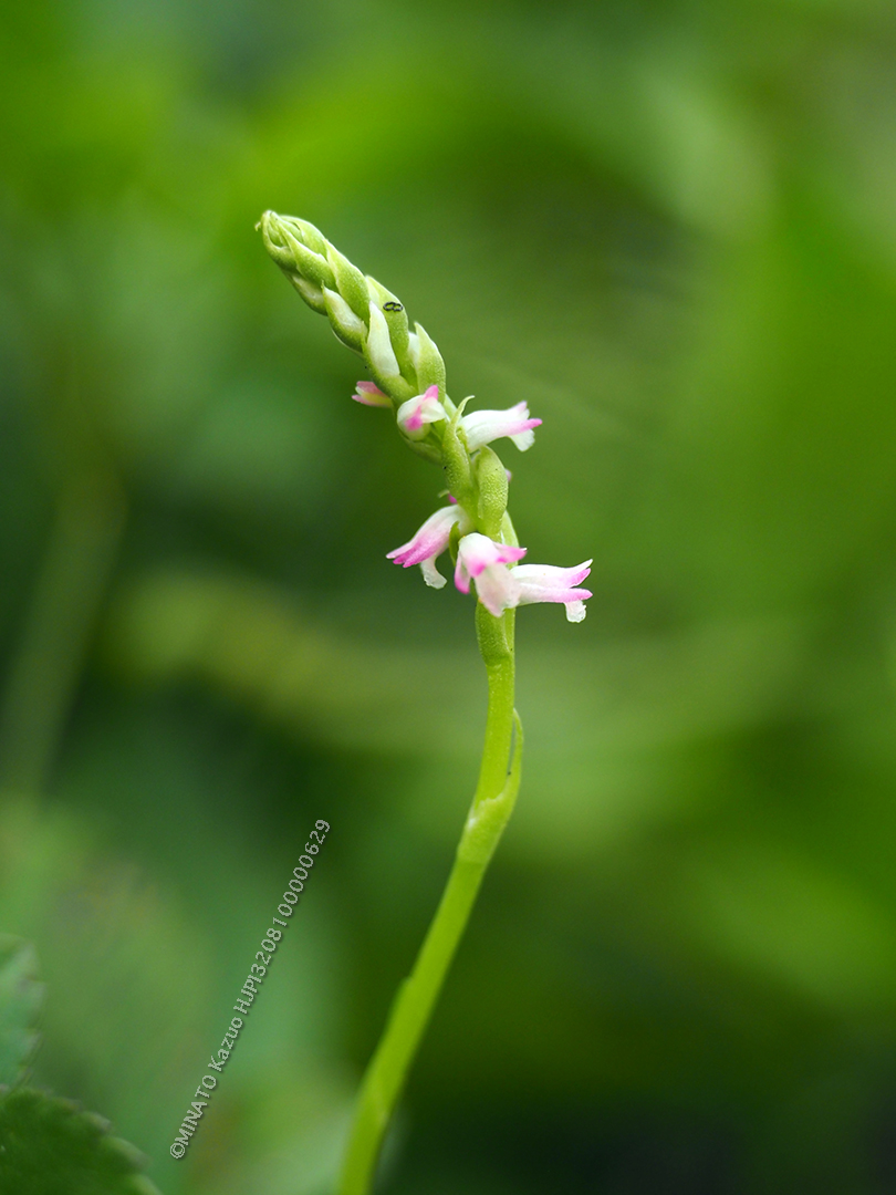 ナンゴクネジバナ
