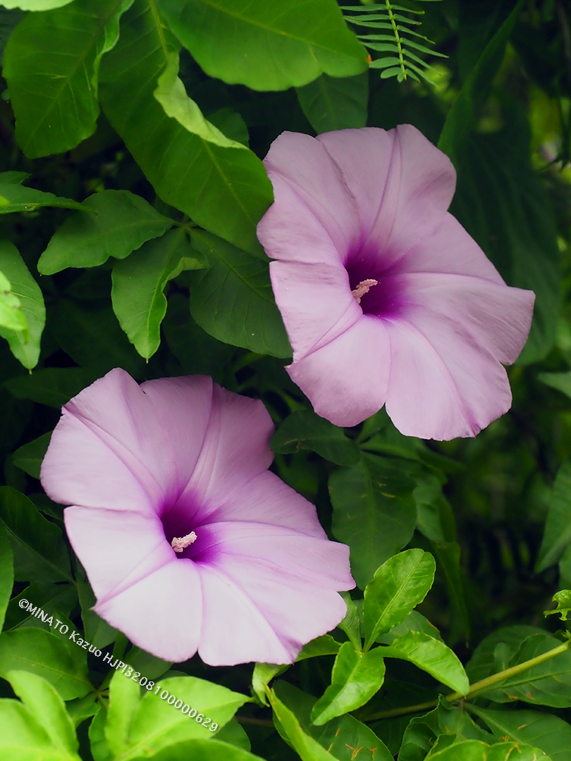 モミジバヒルガオ