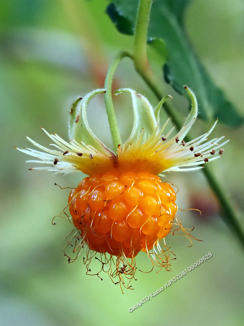 リュウキュウイチゴ