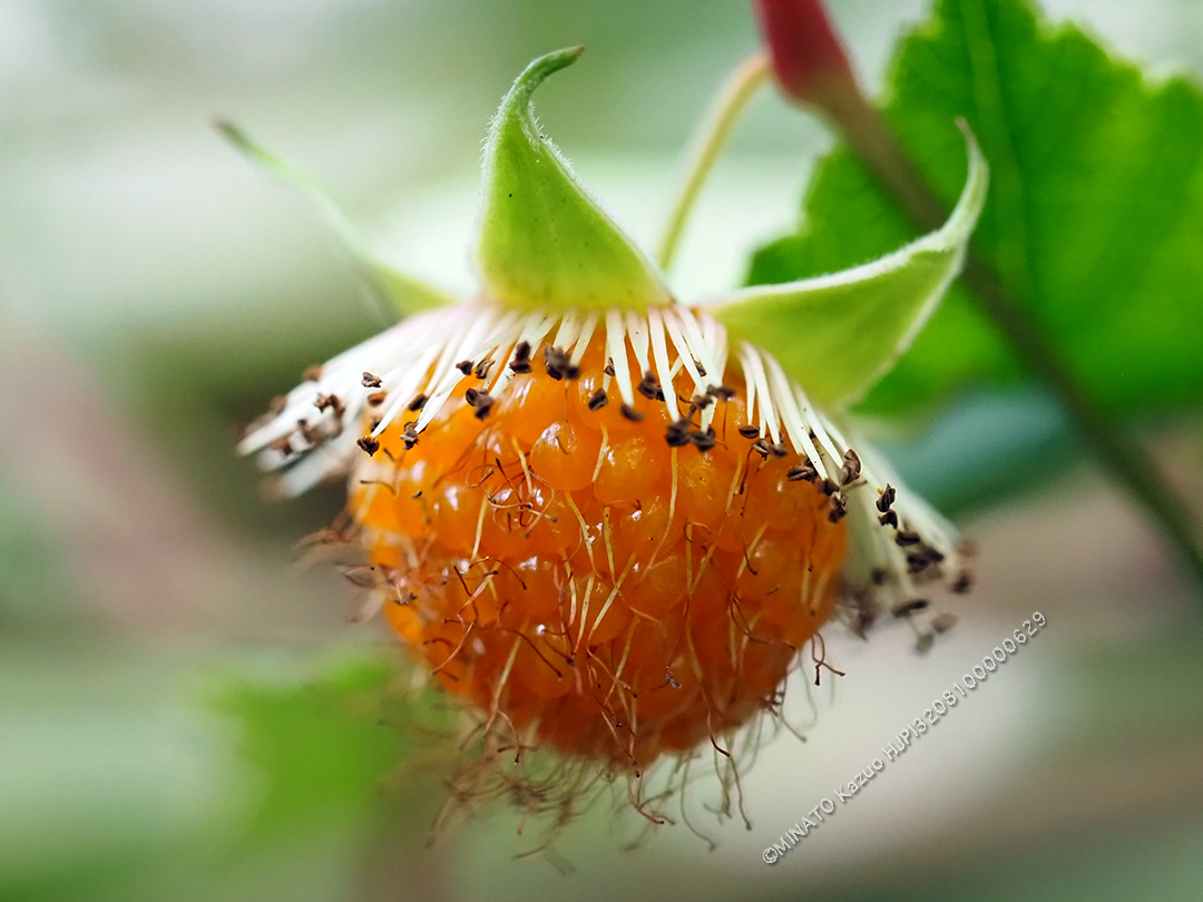 リュウキュウイチゴ