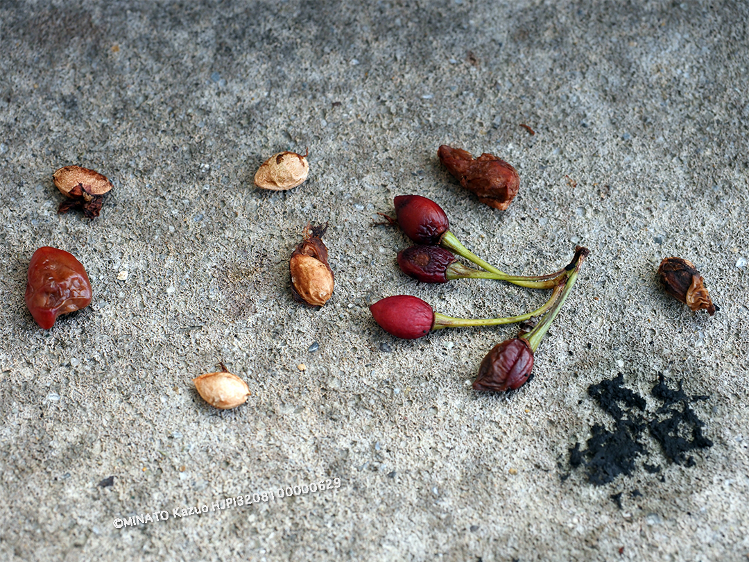 カンヒザクラ実