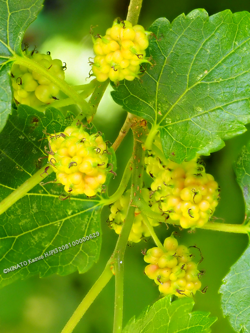 クワ（栽培種）