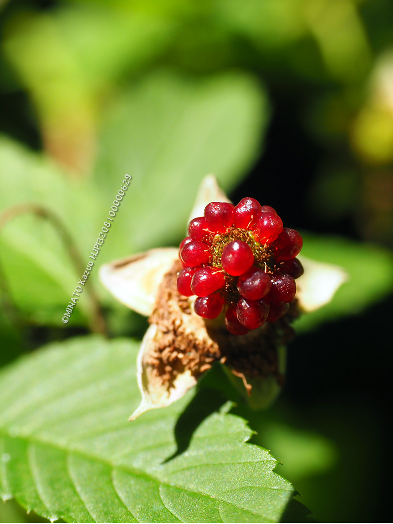 リュウキュウバライチゴ
