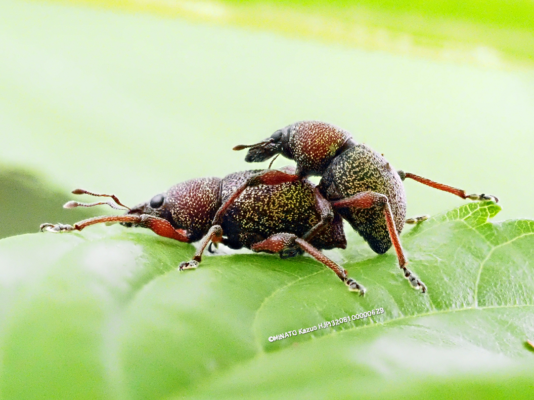 ヨナグニアカアシカタゾウムシ