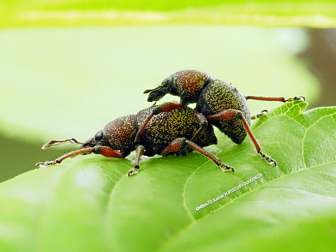 ヨナグニアカアシカタゾウムシ
