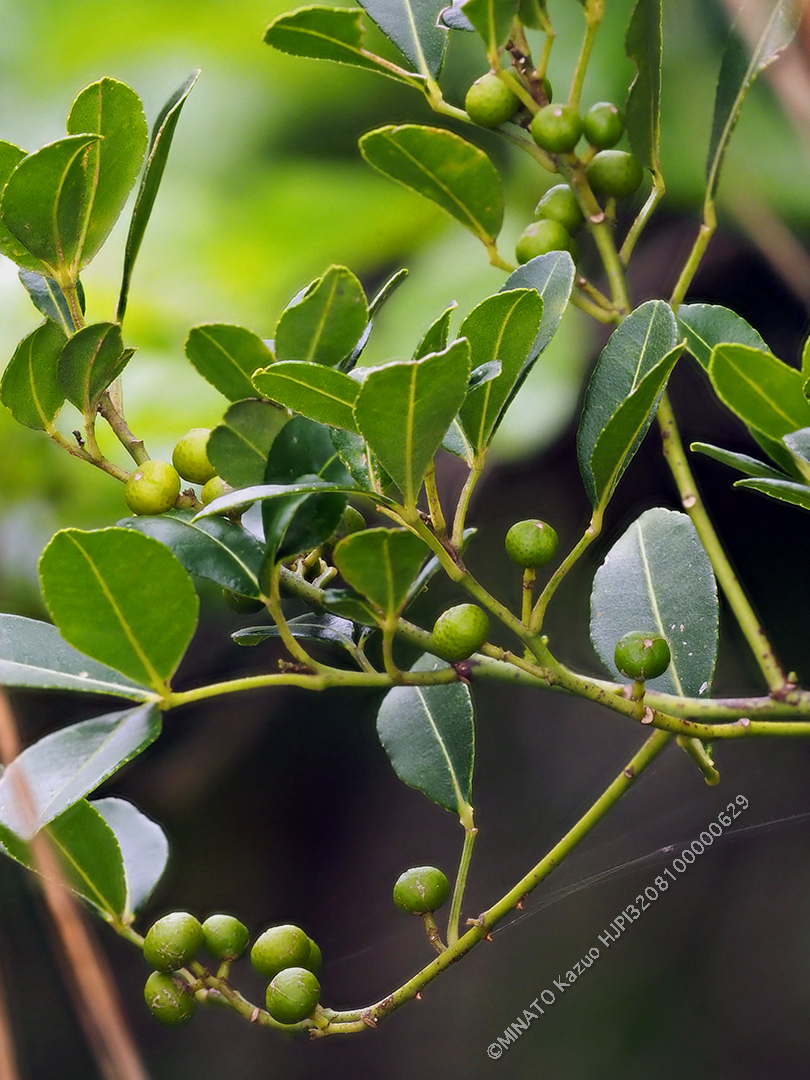 サルカケミカン