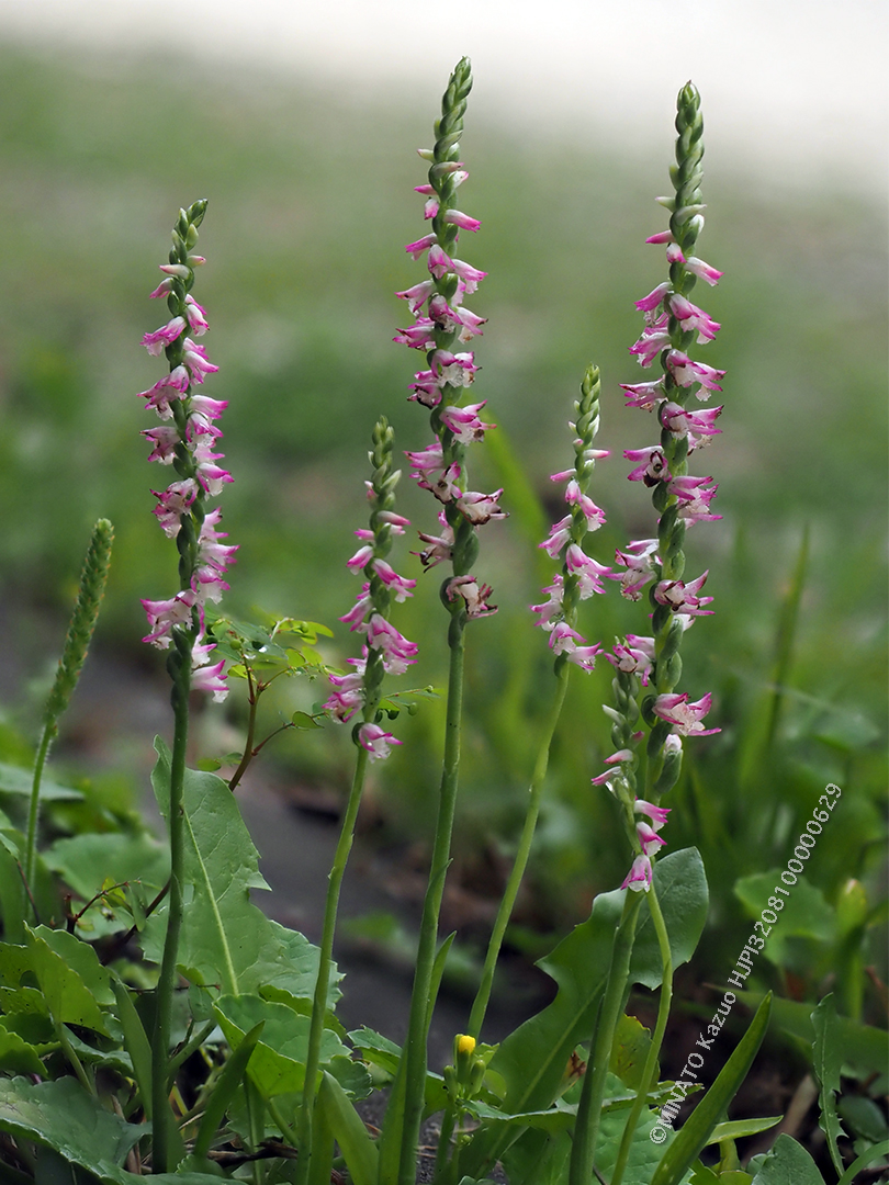 ナンゴクネジバナ