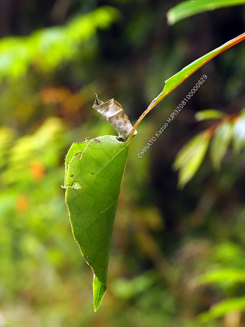 ヤンバルアワブキ