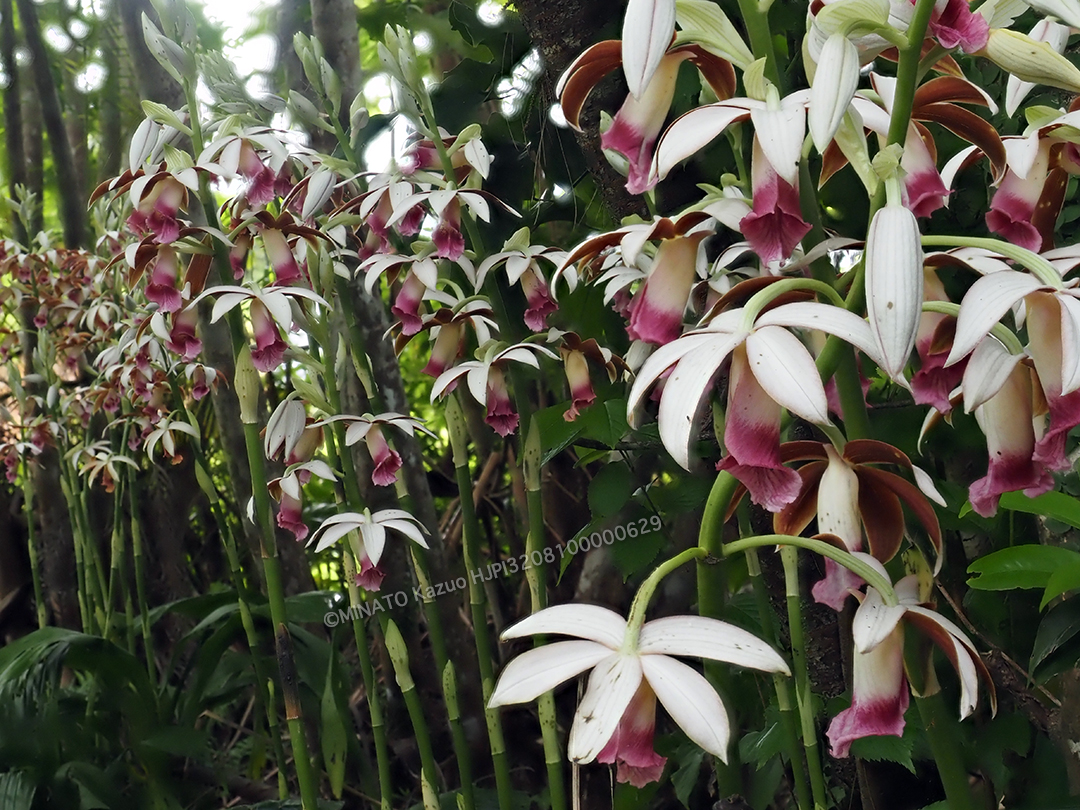 カクチョウラン