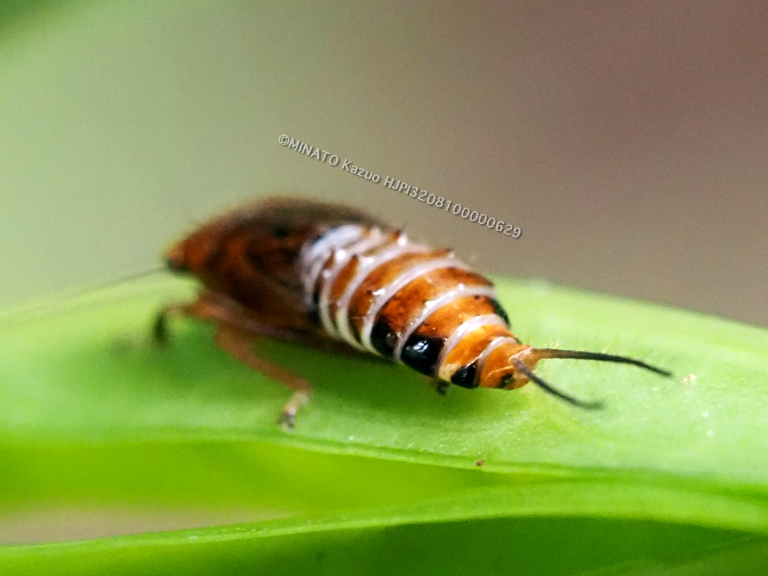 ブチミャクヨコバイの一種の幼虫