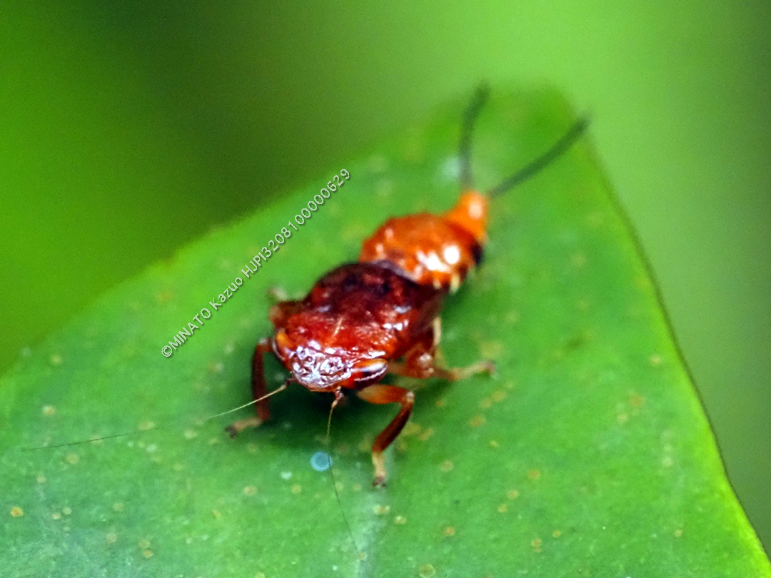 ブチミャクヨコバイの一種の幼虫