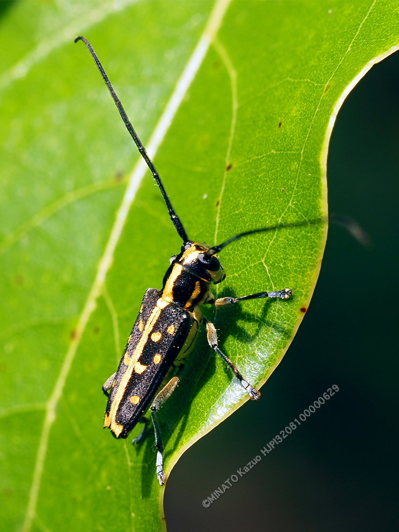 リュウキュウルリボシカミキリ