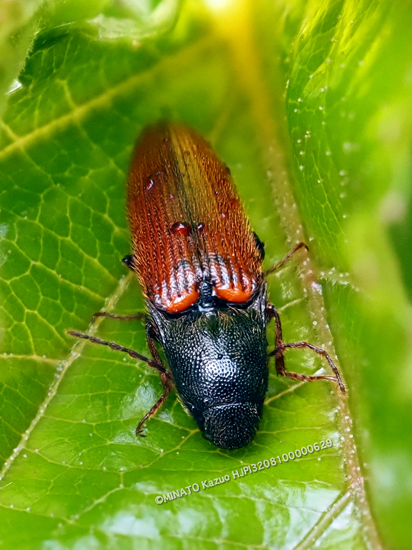 クニヨシホソクシコメツキ
