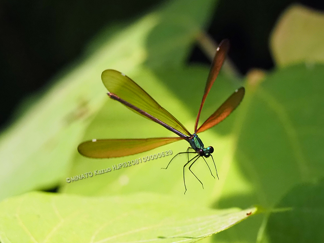 リュウキュウハグロトンボ雌