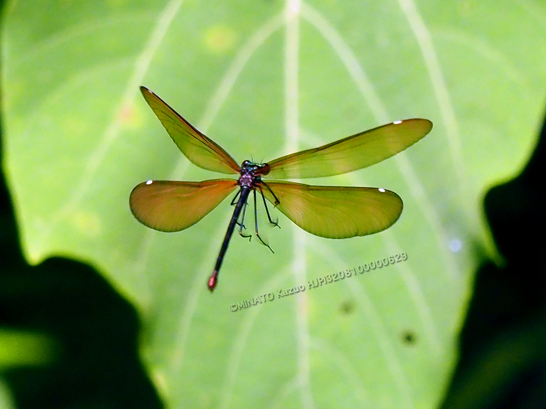 リュウキュウハグロトンボ雌