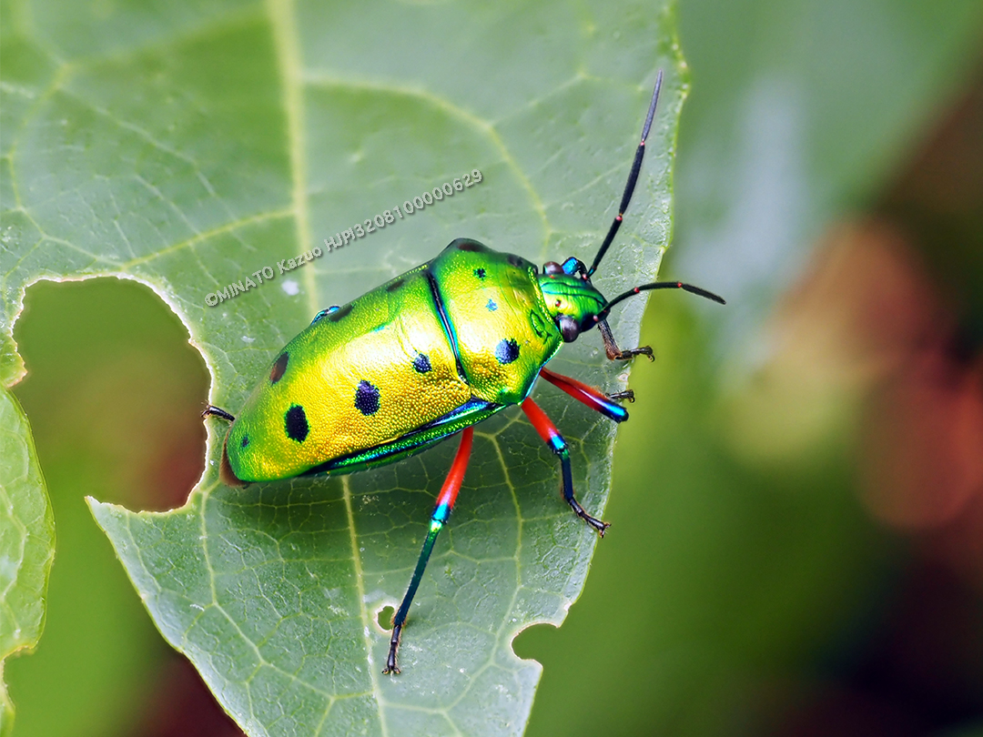 ナナホシキンカメムシ