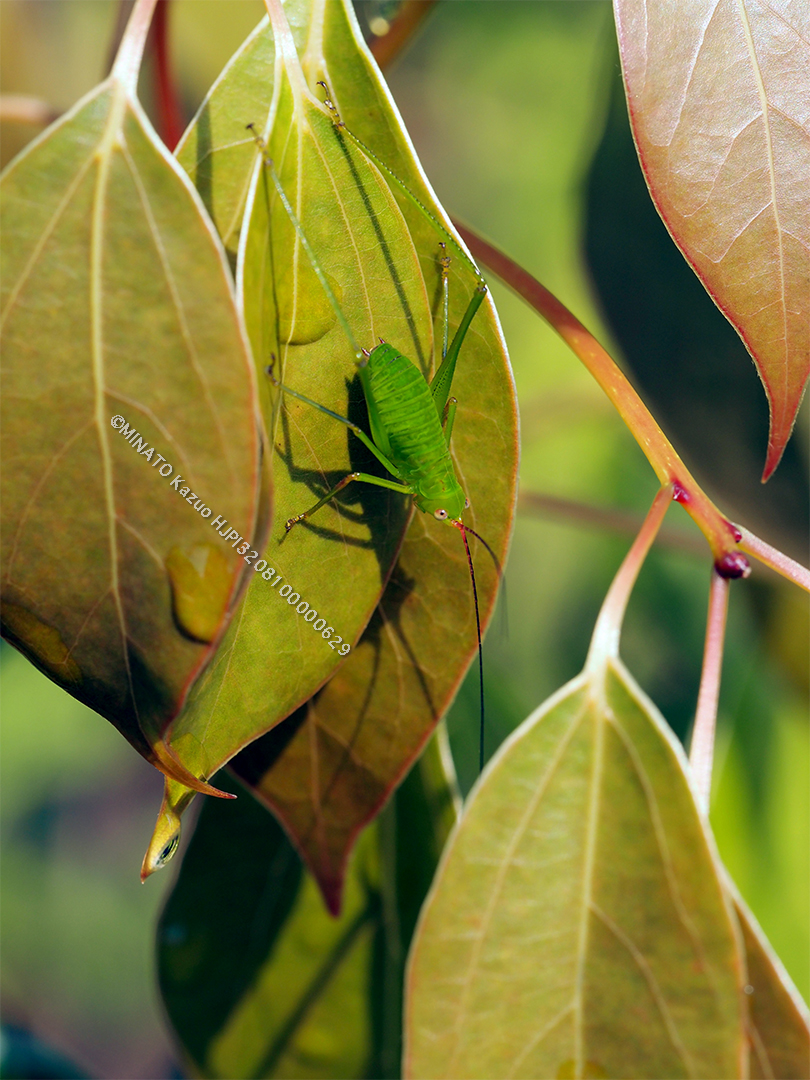 オキナワヘリグロツユムシ幼虫