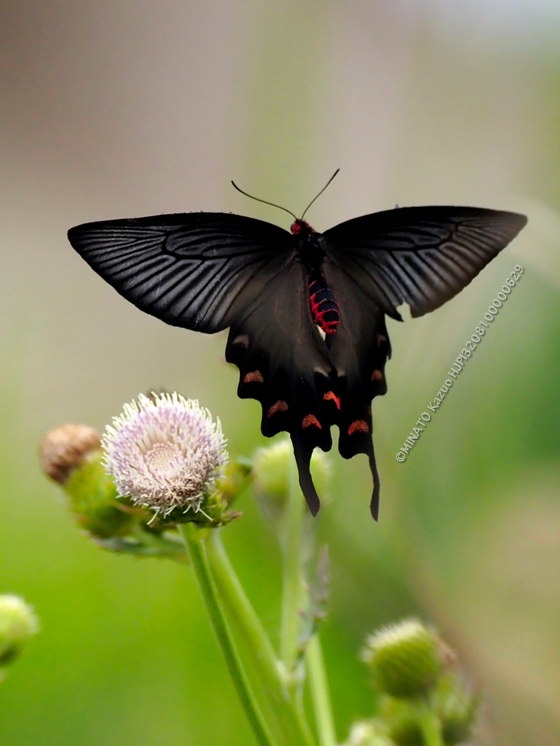 ジャコウアゲハ