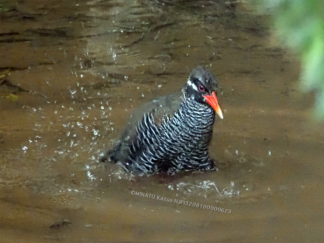 ヤンバルクイナ