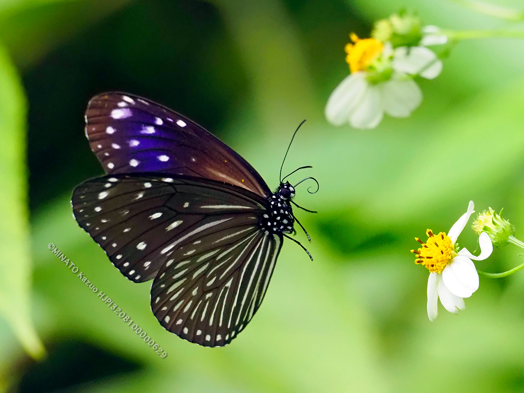 ツマムラサキマダラ雌